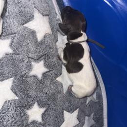 Girl 4 - White and liver female German Shorthaired Pointer puppy in Macclenny, Florida from Steven & Melissa’s pointer
