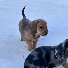 Milo - Chocolate and cream male Dachshund puppy in Paso Robles, California from Nicole's Dachshunds