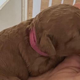 Girl 2 - Red  Goldendoodle puppy in Wendell, North Carolina from Doodles of Cedar Creek Farm