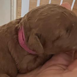 Girl 2 - Red  Goldendoodle puppy in Wendell, North Carolina from Doodles of Cedar Creek Farm