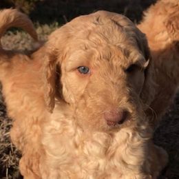 Cockapoos, Goldendoodles, and Poodles from Texas Teddy Doodles