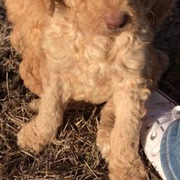 Cockapoos, Goldendoodles, and Poodles from Texas Teddy Doodles
