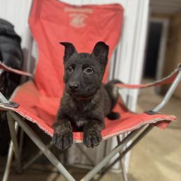 AKC - Dutch Ruby - Gold brindle female Dutch Shepherd puppy in Hastings, Minnesota from Century Hills Farm