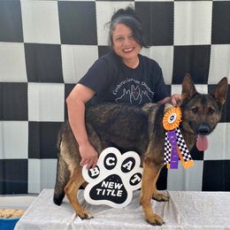 German Shepherd All Grown Up from Cerberus German Shepherds