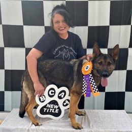 German Shepherd All Grown Up from Cerberus German Shepherds