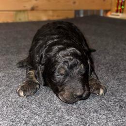 Pepper - Phantom male Goldendoodle puppy in Nathalie, Virginia from Deez Doodles