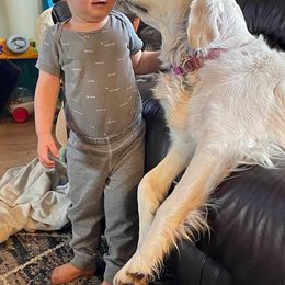 Golden Retriever Puppies from Amberidge Golden Retrievers