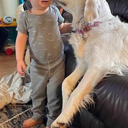 Golden Retriever Puppies from Amberidge Golden Retrievers