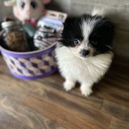Pomeranian and Poodle Puppies from Briar Creek Buddies