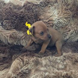 Yellow collar - Red female Miniature Pinscher puppy in Acworth, Georgia from Stonewood Dobermans and Min Pins