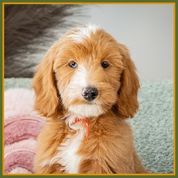Edwin - Red  male Goldendoodle puppy in Connersville, Indiana from Deaz Doodle Ranch