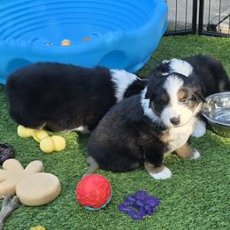 Miniature American Shepherd Puppies from All About Me Miniature American Shepherds