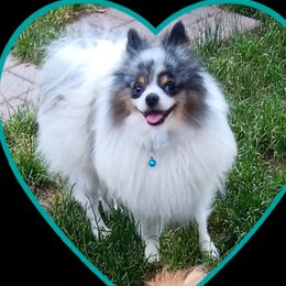 Buddy (Cuddles) - Pomeranian