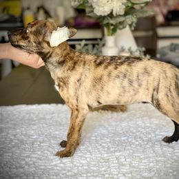 Utchait - Brindle Xoloitzcuintli puppy in Victorville, California from Elegancia Vintage Xoloitzcuintle