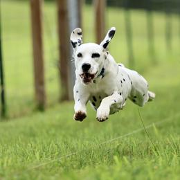 Basset Hound and Dalmatian Puppies from Lazy B Bassets and Dalmatians