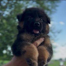 Male - Black and red male German Shepherd puppy in Winchester, Kentucky from Drache Feld
