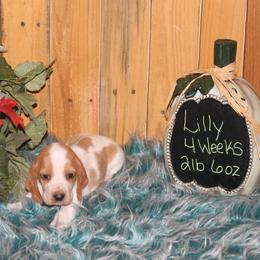 Lilly - Lemon and white female Basset Hound puppy in Dover, Arkansas from S&S American Bassets