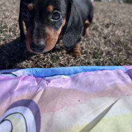 Dachshund puppies from Cheyenne's Dachshunds