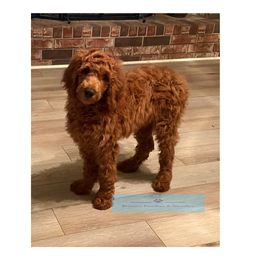 Goldendoodle and Poodle Puppies from Brown’s Poodles & Doodles