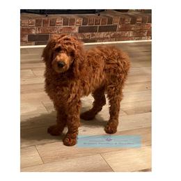 Goldendoodle and Poodle Puppies from Brown’s Poodles & Doodles