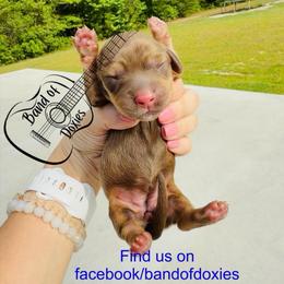 Delta, AKC, female - Chocolate and cream female Dachshund puppy in Carriere, Mississippi from Band Of Doxies