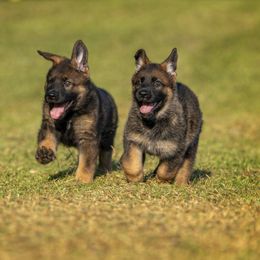 German Shepherd Puppies from Sommerfeld German Shepherds