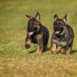 German Shepherd Puppies from Sommerfeld German Shepherds