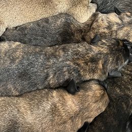 Dutch Shepherds from Stone Age K9