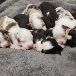Miniature Australian Shepherd Puppies from Sunshine Mini Aussies