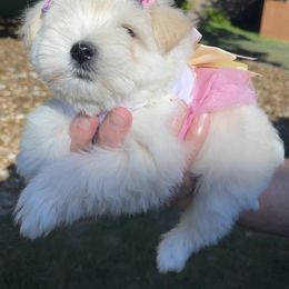 Miniature Schnauzer Puppies from K&K Precious Tx schnauzers