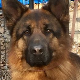 Marshall - German Shepherd