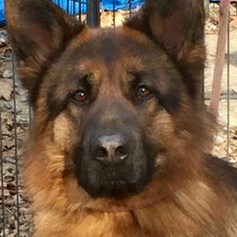 Marshall - German Shepherd