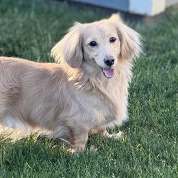 Barkley - Dachshund