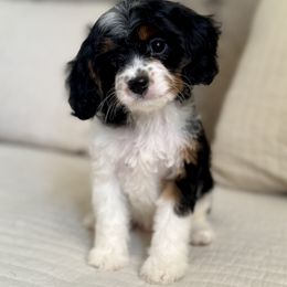 Hollis - Tri-color male Cavapoo puppy in Beckley, West Virginia from By Design Doodles