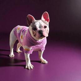 Caleigh - French Bulldog