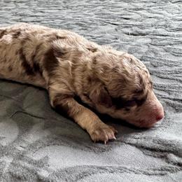 Bonsai - Red merle male Aussiedoodle puppy in Rock Hill, South Carolina from LolliPop Farms