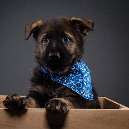 German Shepherd Puppies from Barenstadt Kennels