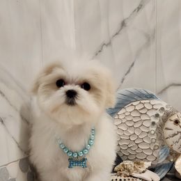 Cavapoo, Maltese, Maltipoo, and Poodle Puppies from Mt.BakerPoodles&Doodles