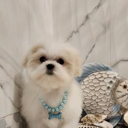 Cavapoo, Maltese, Maltipoo, and Poodle Puppies from Mt.BakerPoodles&Doodles