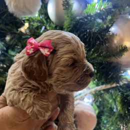 Cavapoo, Cockapoo, Goldendoodle, and Maltipoo Puppies from Perdue Puppies