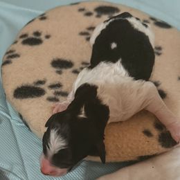 Black and White Parti Female 2 - Parti female Poodle puppy in Phoenix, Arizona from Moonshine Kennels AZ