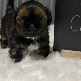 Chestnut - Tricolor male Shih Tzu puppy in Chico, California from North State Shih tzus