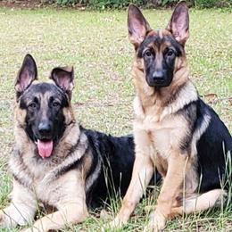 German Shepherds from Sheila Symonds's German Shepherds