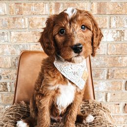 Goldendoodle Puppies from The Doting Doodle