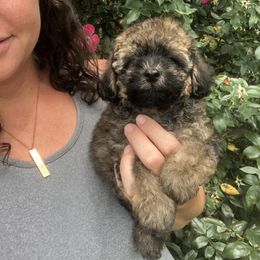 Poodle Puppies from Upper Echelon