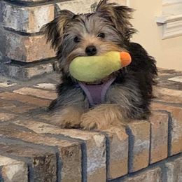 Assorted Doodle Crosses, Double Doodle, Maltipoo, Morkie, and Yorkipoo Puppies from Danza Bolo