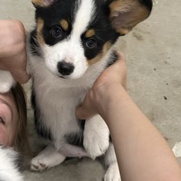 Willow - Black and tan female Pembroke Welsh Corgi puppy in Atascadero, California from California Corgis and Kunes
