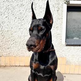 Huracan - Seeking Local Family - Black and rust male Doberman Pinscher puppy in Bruce Township, Michigan from Eminent Dobermans