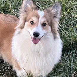 Rosie - Pembroke Welsh Corgi