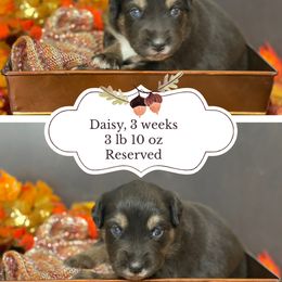 Willow - Black tri-color female Australian Shepherd puppy in Marshall, Virginia from Greywood Farm Aussies